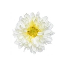 Fresh Chrysanthemum/Shevanti Flower White, 500 g