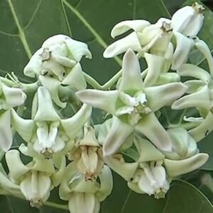 Very Rare White & Violet Crown Flower (Calotropis Gigantea), 25 Grams Each, Fresh Flowers for Ganapathy Pooja