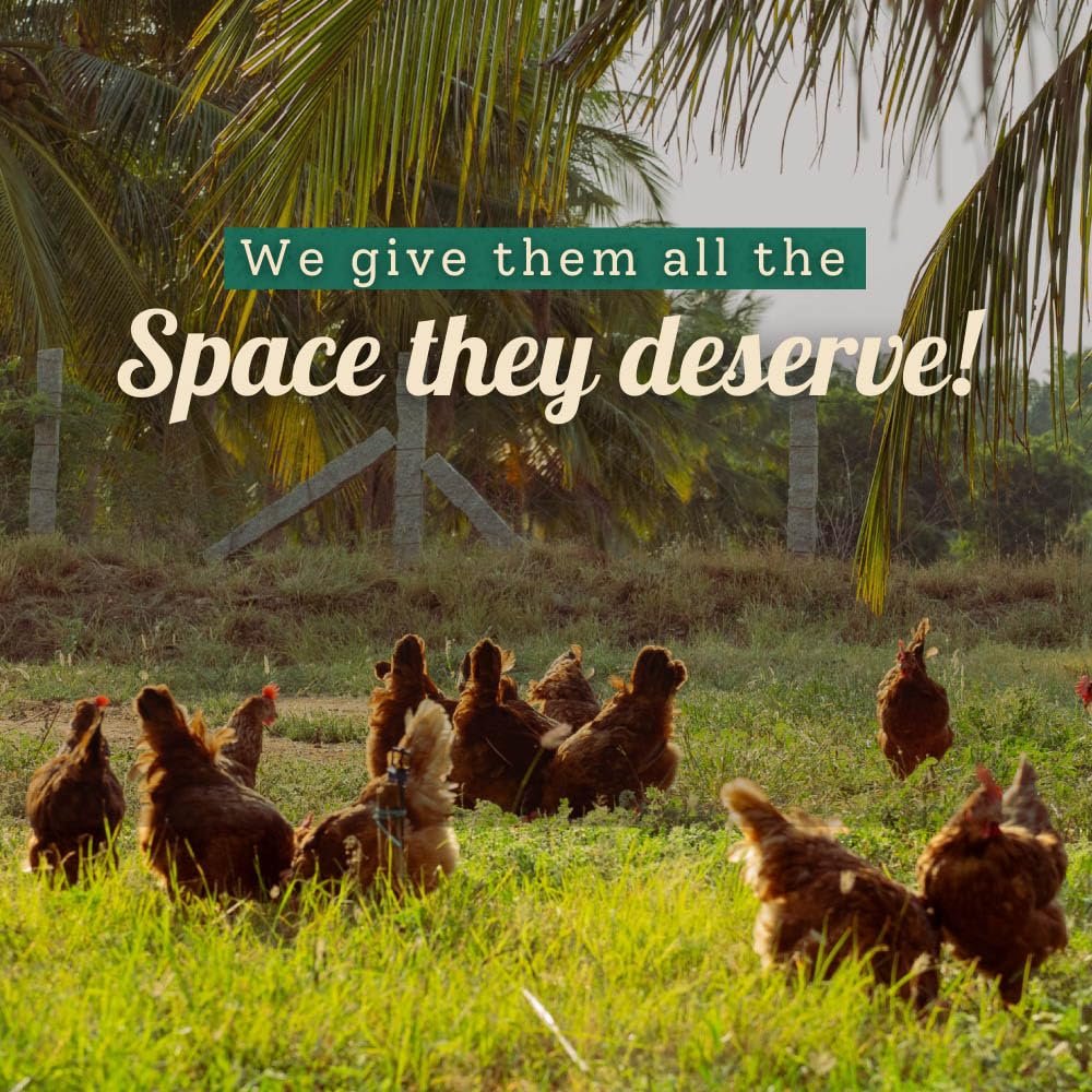 Farm Made Free Range Brown Eggs 12 pc - Image 7